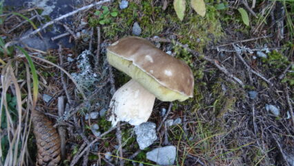 nel bosco ad inizio percorso