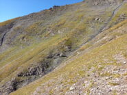 40 stambecchi