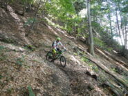 la lunga discesa nella faggeta