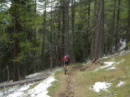 bel bosco con alternanze  di pini e larici