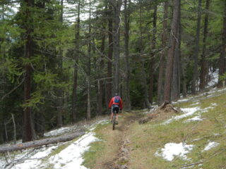 bel bosco con alternanze  di pini e larici