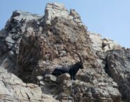 uno stambecco sotto la cima