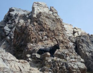 uno stambecco sotto la cima