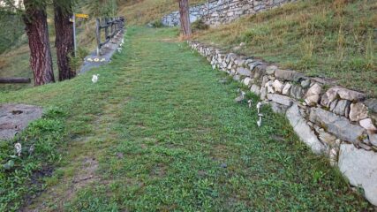 Parte bassa del sentiero con tanti funghi