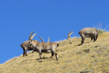 stambecchi al pascolo