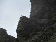 Camosci su rocce impossibili...