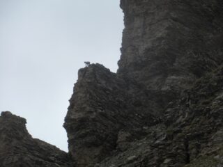 Camosci su rocce impossibili...
