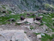 stambecchi al remondino