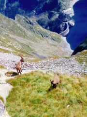 stambecchi sul percorso 