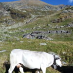 L'alpe Sella Vecchia.