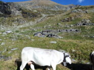 L'alpe Sella Vecchia.