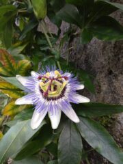 Passiflora 