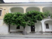 Antico Glicine di oltre 200 anni a Montjovet