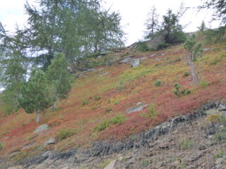 mirtilli già in versione autunnale