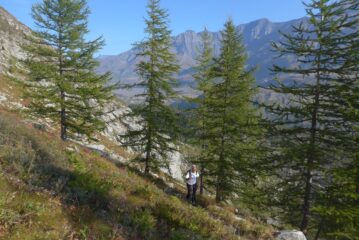 Nel lariceto dopo il lago