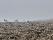 Padroni del campo