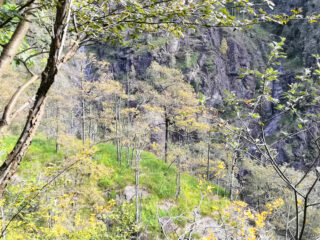 Rovereti prima dell'Arca.