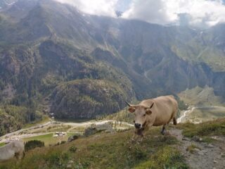 discesa al pian della mussa