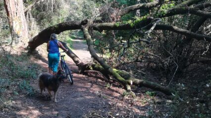 pineta albero caduto sulla pista e non tagliato
