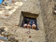 le ragazze coccodè di Chemp