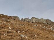 Branco di camosci con le rocche Bisté sullo sfondo