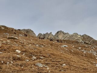 Branco di camosci con le rocche Bisté sullo sfondo