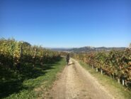 Tra le vigne