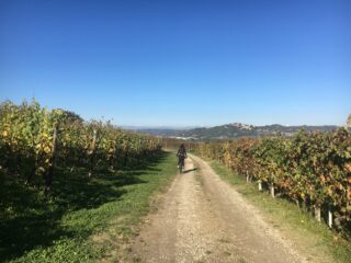 Tra le vigne