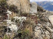 stelle alpine lungo il sentiero