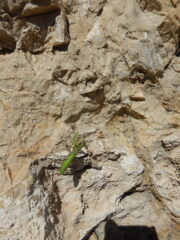 Arrampicatori forti allo SkyWall