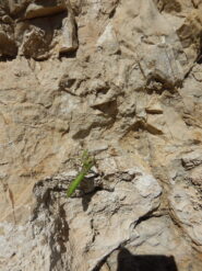 Arrampicatori forti allo SkyWall