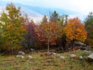 Colori autunnali poco a valle delle Meire Balmassi.