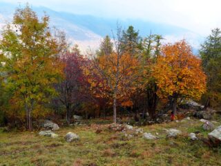 Colori autunnali poco a valle delle Meire Balmassi.