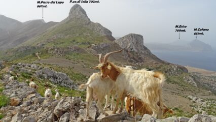Fauna locale.