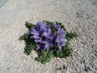 Uno dei pochi fiori per il periodo dell'isola di Levanzo.