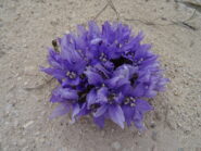 Flora locale.