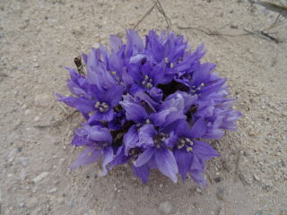 Flora locale.