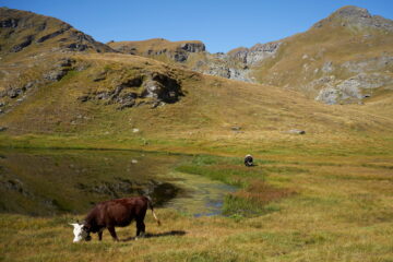 Pascolo al Lago della Battaglia