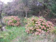 Ortensie a Cascina Troia