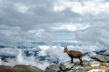 In cima