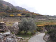 stupendi vigneti sulla via del ritorno..