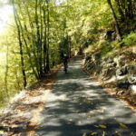 salita su strada immersa nei boschi