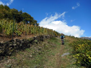 tra i vigneto del Ramie
