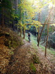 luci magiche nel bosco