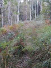 Prima del bivio per Pugnetto