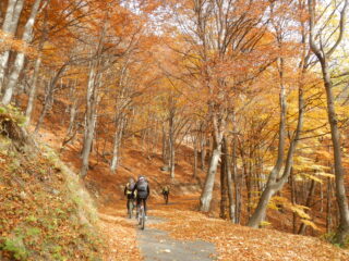 i colori della faggeta