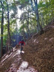 La bella discsa in faggeta verso b.ta Bedale