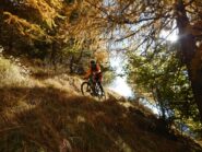 Giochi di luce nel lariceto