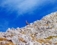 uno stambecco sotto Rocca d'Orel