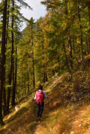 Traverso nel bosco